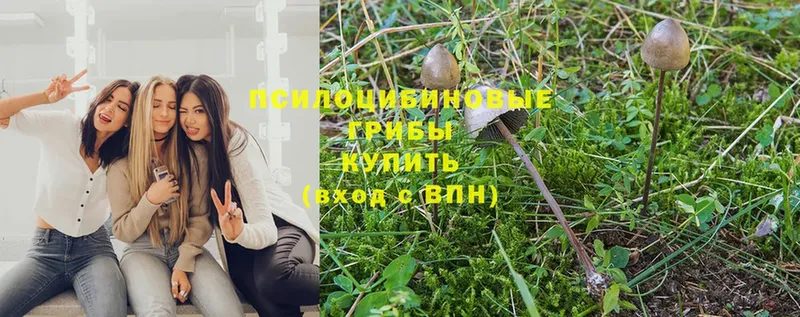 Галлюциногенные грибы Magic Shrooms  Курганинск 